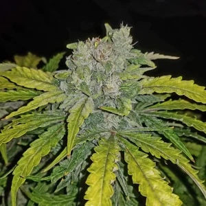 CBD Auto cannabis bud with purple and green hues, covered in frosty trichomes.