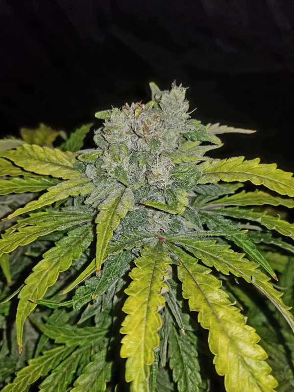 CBD Auto cannabis bud with purple and green hues, covered in frosty trichomes.