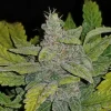 CBD Auto cannabis plant with multiple dense buds and vibrant green leaves