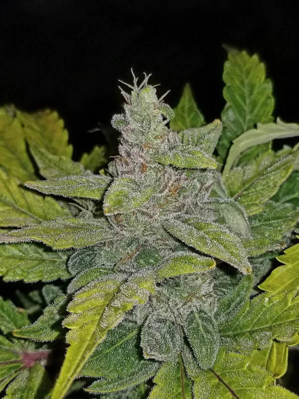 CBD Auto cannabis plant with multiple dense buds and vibrant green leaves