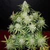Close-up of CBD Auto cannabis bud with rich trichome coverage and green foliage.