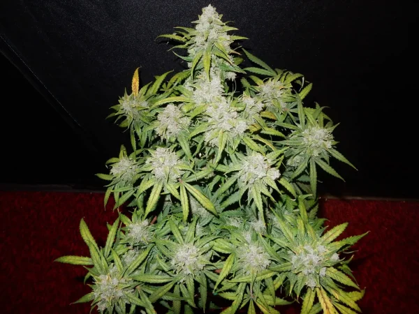 Close-up of CBD Auto cannabis bud with rich trichome coverage and green foliage.
