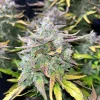 CBD Auto cannabis plant showcasing a tall cola with dense buds and frosty trichomes