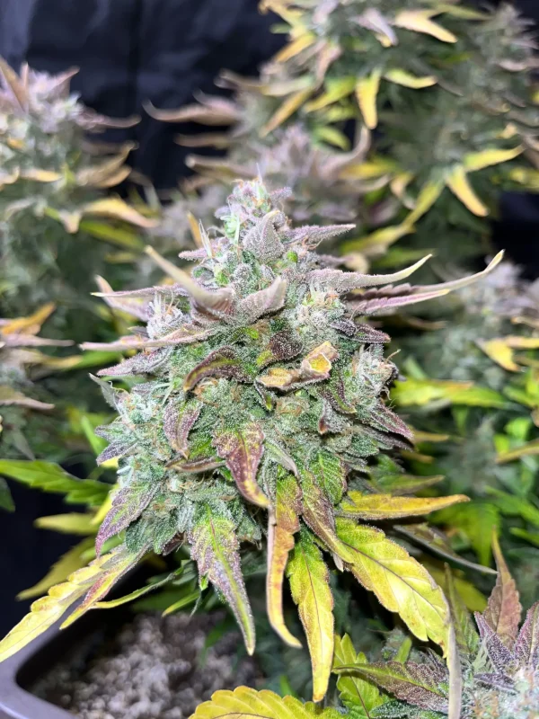 CBD Auto cannabis plant showcasing a tall cola with dense buds and frosty trichomes