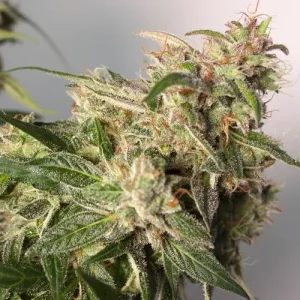 Cannabis plant with dense buds and rich green foliage, capturing the robust appearance of CBD Auto Charlotte's Angel strain