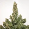 Close-up of frosty cannabis buds with orange pistils and green leaves, emphasizing the trichome-rich quality of CBD Auto Charlotte's Angel