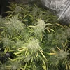 Tall cannabis plant with dense, resinous buds and slender leaves, representing the structure of CBD Auto Charlotte's Angel