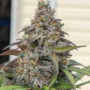 Tall cannabis plant with resinous buds and lush leaves, highlighting the robust growth of CBD Charlotte's Angel strain