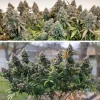 Close-up of frosty cannabis buds with orange hairs, capturing the trichome-rich detail of CBD Charlotte's Angel strain