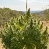 Bushy cannabis plant with dense buds and vibrant green leaves, displaying the full structure of CBD Charlotte's Angel strain