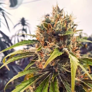 Tall cannabis plant with multiple dense buds and vibrant foliage, highlighting the impressive growth of CBG-Force strain