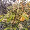 Cannabis plant with dense, frosty buds and bright green leaves, representing the rich structure of CBG-Force strain