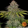 Close-up of Critical Kush strain buds, featuring frosty trichomes and dense flower clusters.