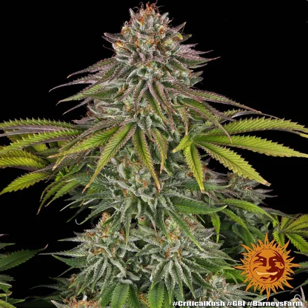 Close-up of Critical Kush strain buds, featuring frosty trichomes and dense flower clusters.
