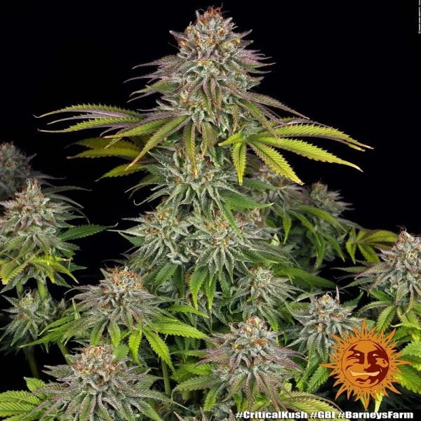 Critical Kush strain in flowering stage, showing a thick coating of resin on compact buds.