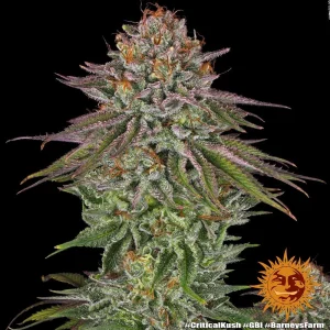 Critical Kush strain plant with dark green leaves and bright orange pistils.