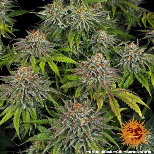 Mature Critical Kush strain buds, showcasing vibrant green and amber hues.