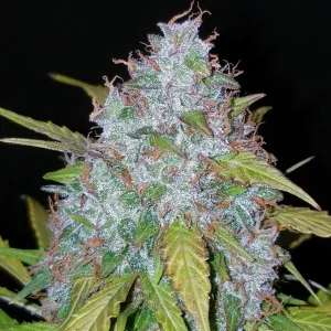 Close-up of Californian Snow Auto cannabis bud with vibrant green and purple leaves