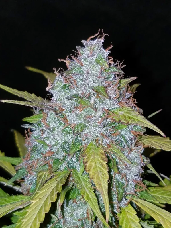 Close-up of Californian Snow Auto cannabis bud with vibrant green and purple leaves
