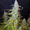 Californian Snow Auto cannabis plant displaying thick, snowy trichomes and yellowing fan leaves