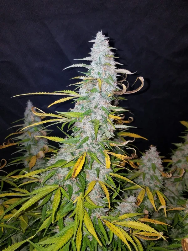 Californian Snow Auto cannabis plant displaying thick, snowy trichomes and yellowing fan leaves