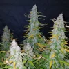 Californian Snow Auto plants with multiple buds covered in dense trichomes and green foliage