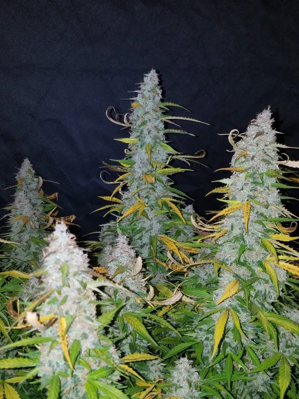 Californian Snow Auto plants with multiple buds covered in dense trichomes and green foliage