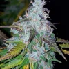 Californian Snow Auto cannabis bud with frosty trichomes and dark green, purple-tinged leaves