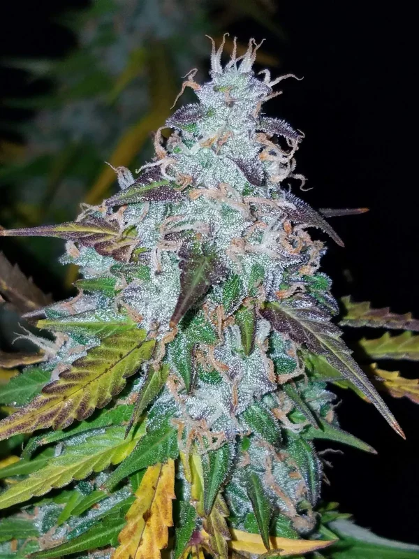 Californian Snow Auto cannabis bud with frosty trichomes and dark green, purple-tinged leaves