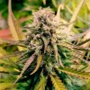Close-up of Candy Kush Express Fast Strain plant with thick buds, covered in sparkling trichomes and surrounded by lush green leaves.