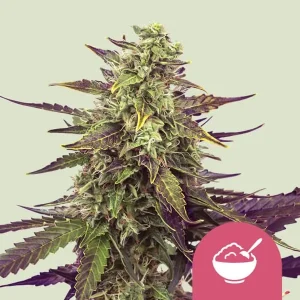 Cereal Milk Strain plant showcasing its dense, trichome-covered buds and purple-tinged leaves.