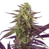 Close-up of Cereal Milk Strain bud highlighting the vibrant orange pistils and frosty appearance.