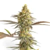 A tall and healthy Cereal Milk Strain plant with prominent purple and green coloration.