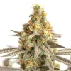 Cereal Milk Strain bud with a rich layer of crystals, giving it a frosty look under bright light.