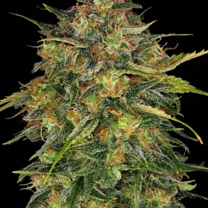 Close-up of Cheese Strain bud featuring a dense, resin-coated structure with orange hairs