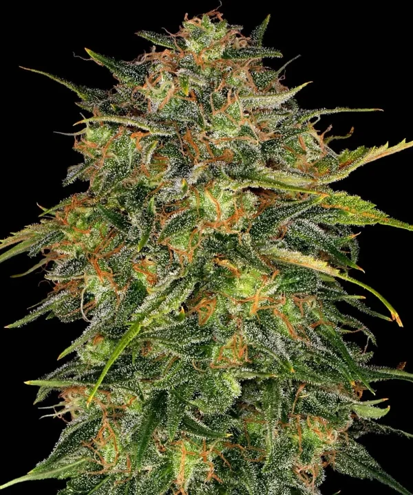 Close-up of Cheese Strain bud featuring a dense, resin-coated structure with orange hairs