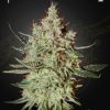 Close-up of Cheese strain buds, showcasing bright green color, dense trichomes, and distinctive orange pistils.