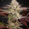 Chemical Bride strain, with dense green buds, sparkling with resin and hints of orange throughout.