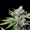Cherry Cola Auto cannabis bud with vibrant green and purple leaves and dense trichome coverage