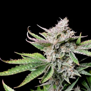 Cherry Cola Auto cannabis bud with vibrant green and purple leaves and dense trichome coverage