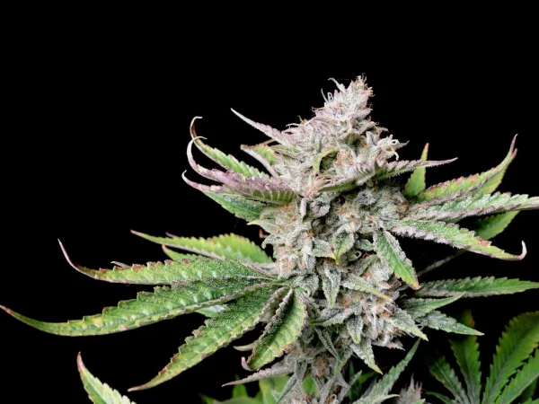 Cherry Cola Auto cannabis bud with vibrant green and purple leaves and dense trichome coverage