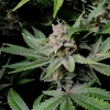 Close-up of Cherry Cola Auto cannabis bud with trichome-coated purple and green leaves