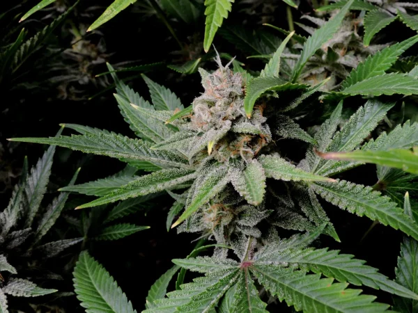 Close-up of Cherry Cola Auto cannabis bud with trichome-coated purple and green leaves