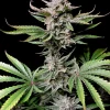 Cherry Cola Auto cannabis plant with vibrant green leaves and frosty purple buds