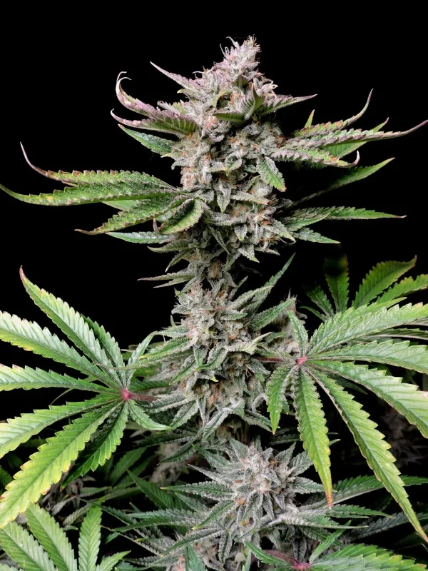 Cherry Cola Auto cannabis plant with vibrant green leaves and frosty purple buds