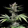 Cherry Cola Auto cannabis bud displaying dark purple and green colors with frosty trichomes