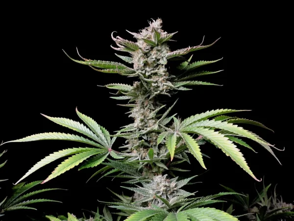 Cherry Cola Auto cannabis bud displaying dark purple and green colors with frosty trichomes