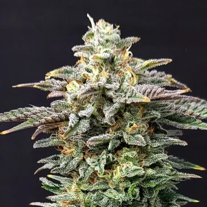 Cherry Dream Strain bud with vibrant colors and sparkling trichomes.