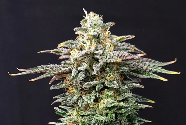 Cherry Dream Strain bud with vibrant colors and sparkling trichomes.