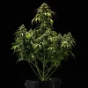 Cherry Pie Auto Strain plant under cultivation, displaying robust growth and rich, colorful leaves on a black backdrop.